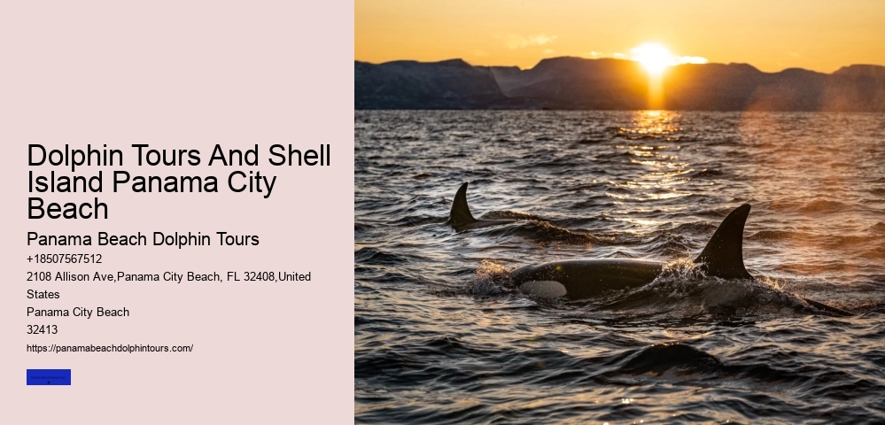 Dolphin Tours And Shell Island Panama City Beach