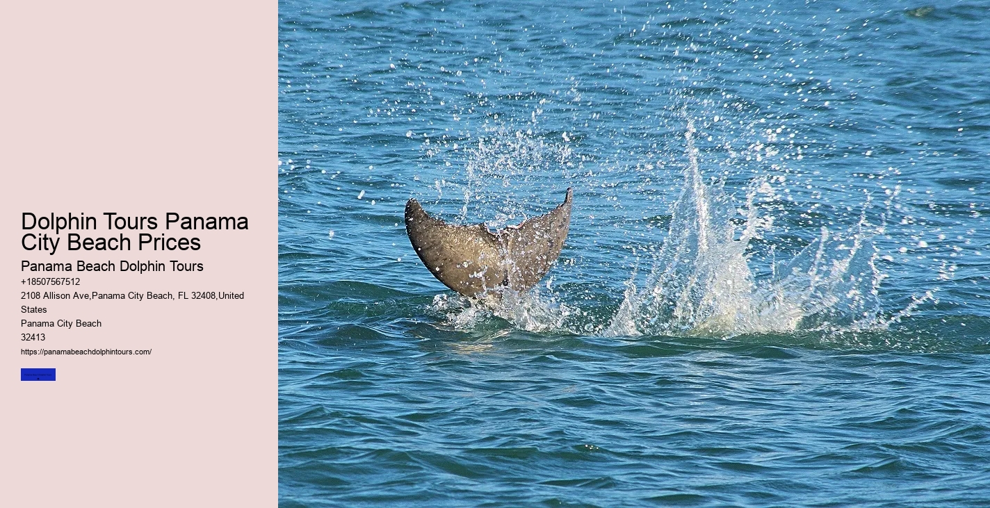 Dolphin Behavior Observation