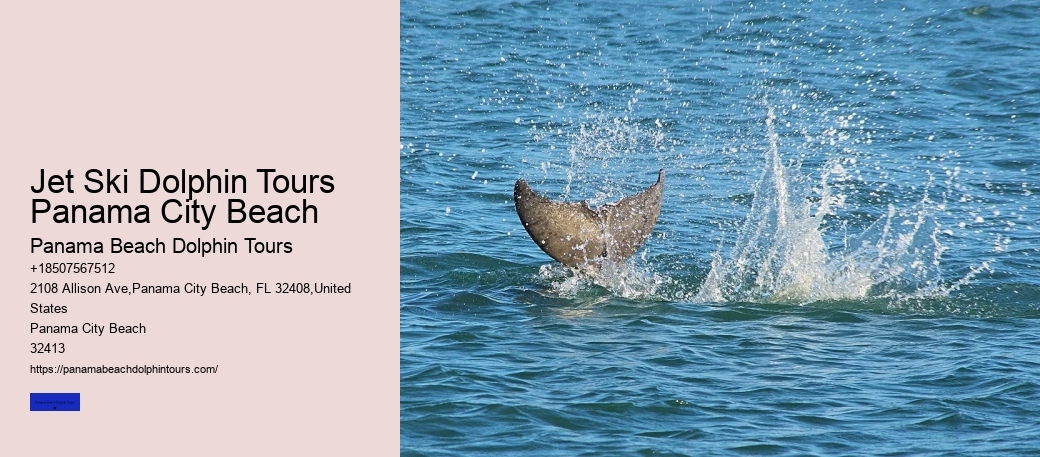 Where Are You Most Likely To See Dolphins In Florida