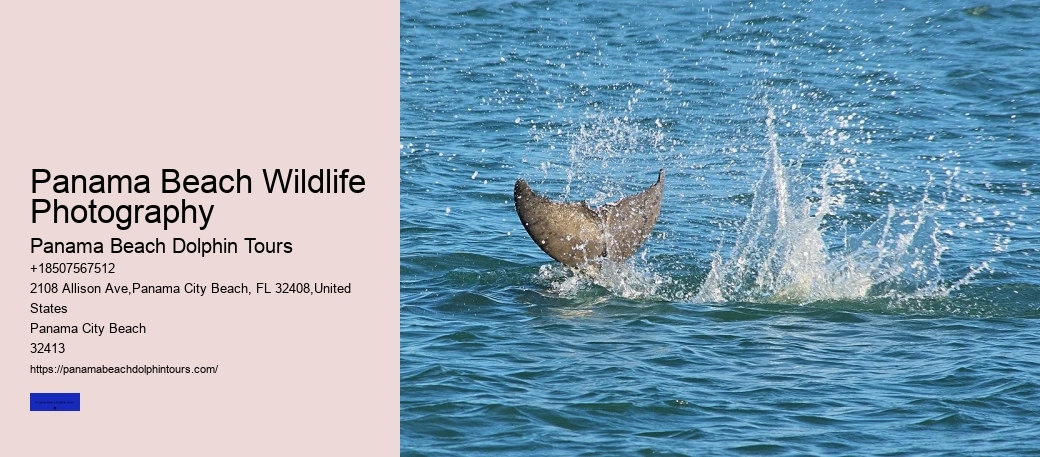 Panama Beach Wildlife Photography